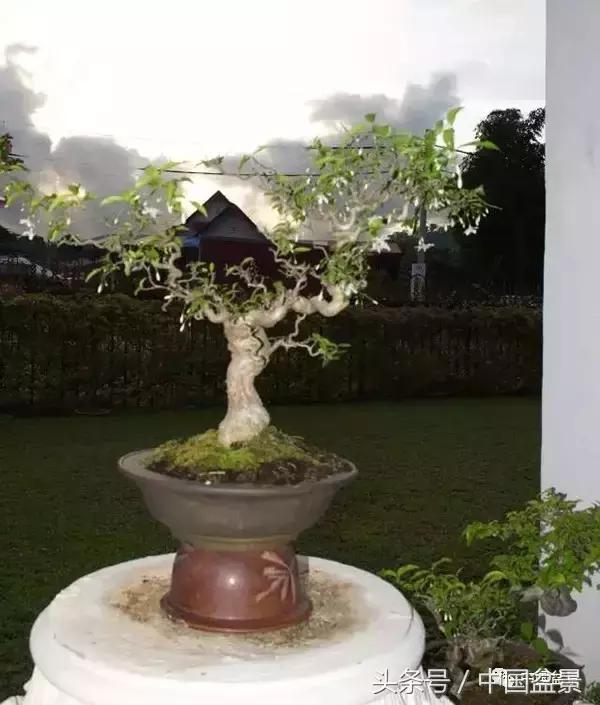 盆景知识与沟通,养花知识大全小盆景