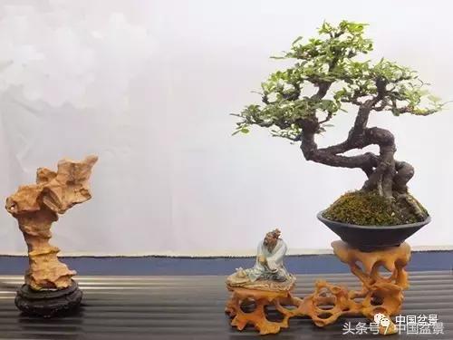 盆景知识与沟通,养花知识大全小盆景