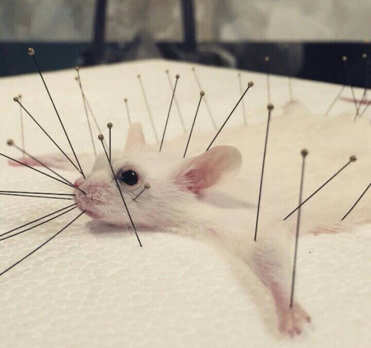 世界卫生组织承认的针灸病症,世界卫生组织肯定中医药的作用