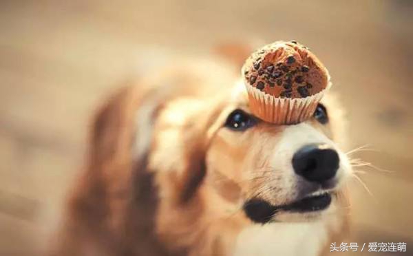 狗狗意外受孕怎么处理,狗狗备孕检查关注事项