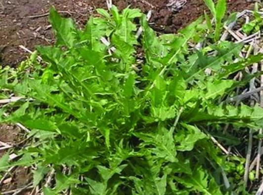 阳台种菜：药食同源科普之荠菜的那些事儿！