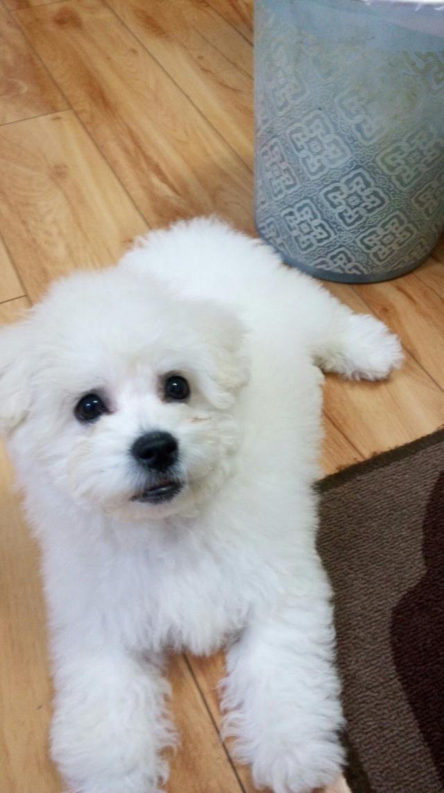 5个月的比熊护食很凶时咬主人,比熊宝宝凶主人