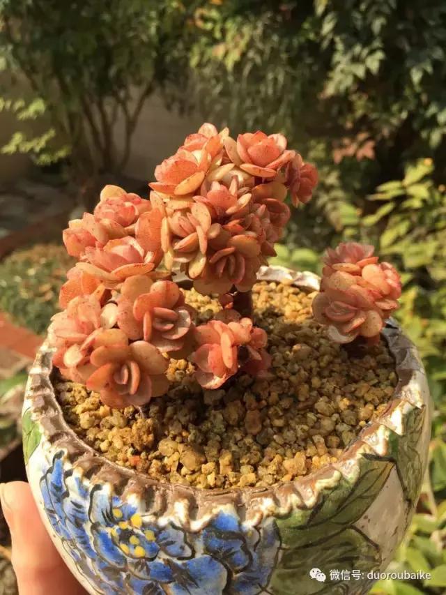 当大妈遇见帅哥,当大妈爱上邻家男孩