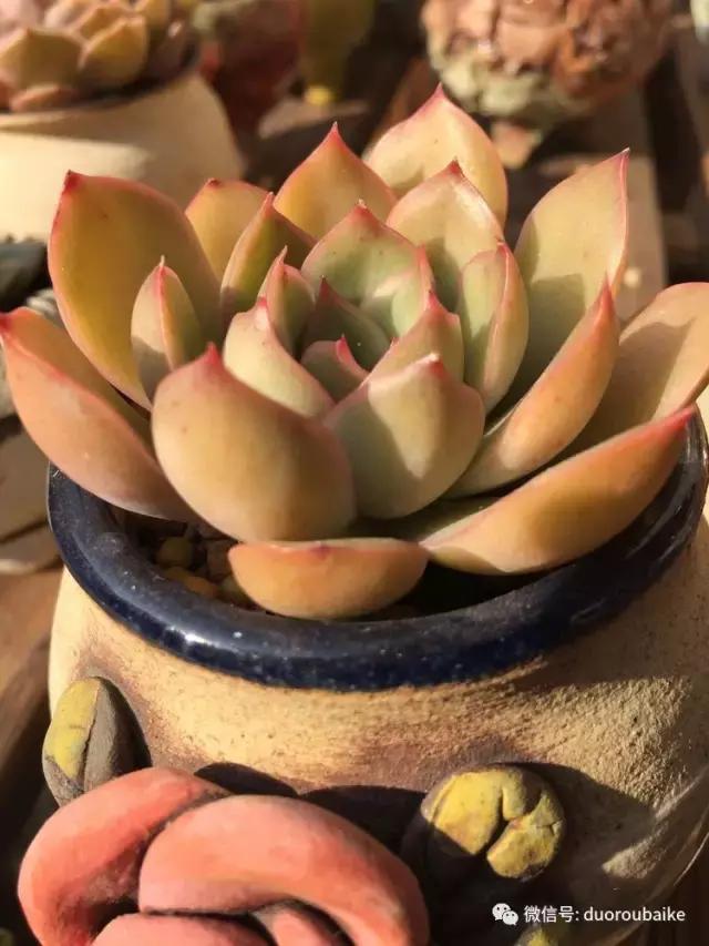 当大妈遇见帅哥,当大妈爱上邻家男孩