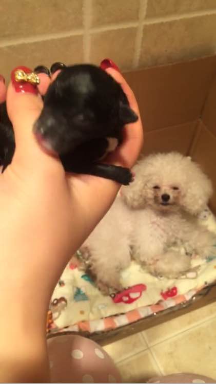 泰迪超过三个月,泰迪超过预产期没生怎么办