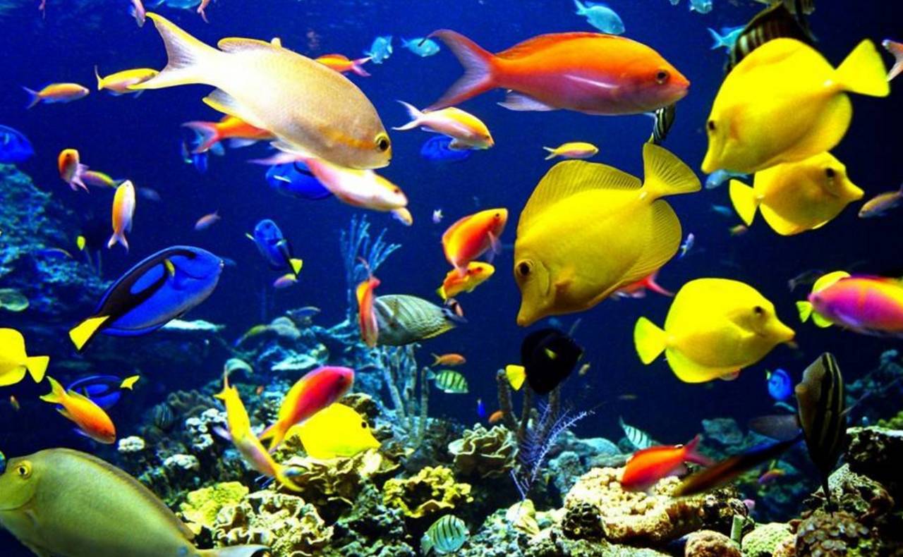 阳春三月，小萌高管们受邀齐飞诗巴丹参加“马布海洋日”~