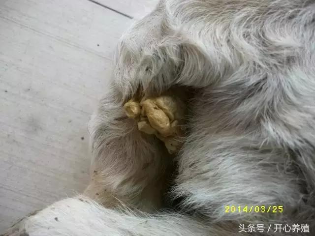 刚出生羔羊软瘫症的治疗方法,羔羊软瘫灵口服快还是注射好