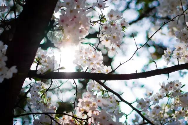 上海最长的樱花大道在哪里,上海樱花盛开的季节是几月