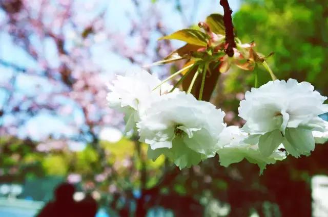 上海最长的樱花大道在哪里,上海樱花盛开的季节是几月