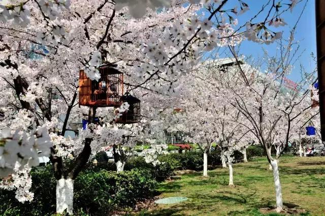 上海最长的樱花大道在哪里,上海樱花盛开的季节是几月