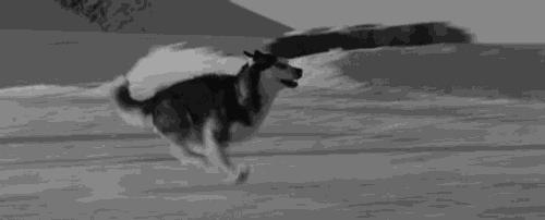 哈士奇可以和金毛杂交吗,如果哈士奇和狼在一起会怎么样