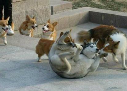 哈士奇可以和金毛杂交吗,如果哈士奇和狼在一起会怎么样