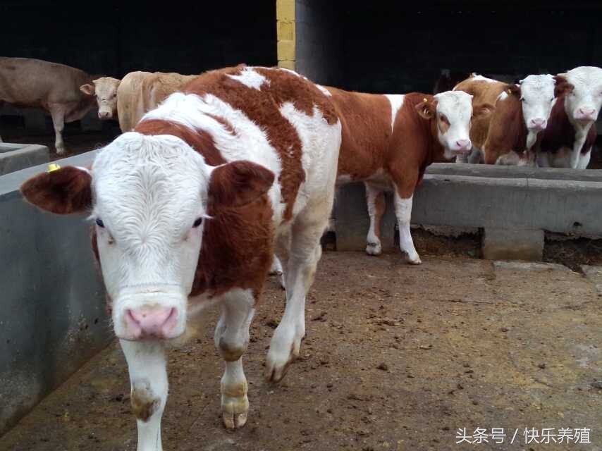 牛犊倒生死亡是什么原因,牛犊倒生为什么会死