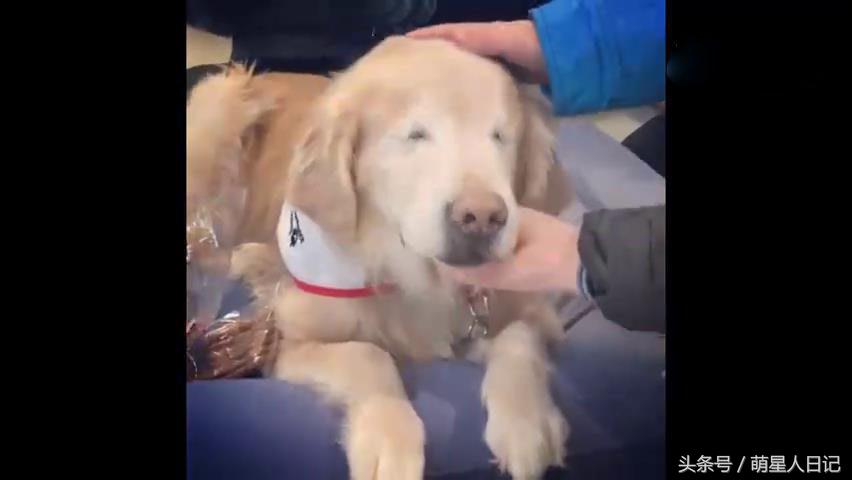 狗狗食道扩张的原因,狗狗食道扩张的症状