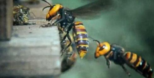 新加坡勿洛引来一群蜜蜂！如果蜜蜂到你家怎么办？