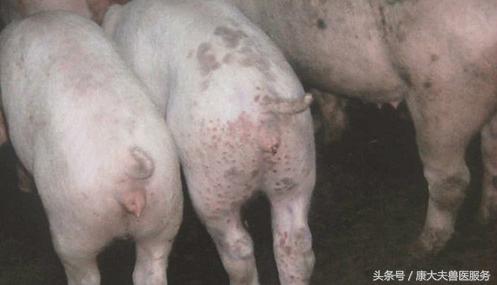 猪红皮病治疗,育肥猪皮炎是什么引起的怎么治疗