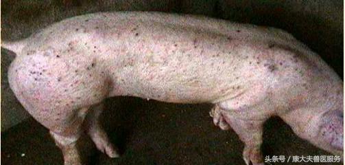 猪红皮病治疗,育肥猪皮炎是什么引起的怎么治疗
