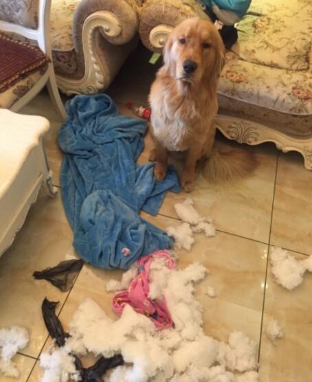 不谨慎踩到狗它会记仇吗,不谨慎踩到狗狗它一直呲牙