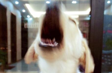 不谨慎踩到狗它会记仇吗,不谨慎踩到狗狗它一直呲牙