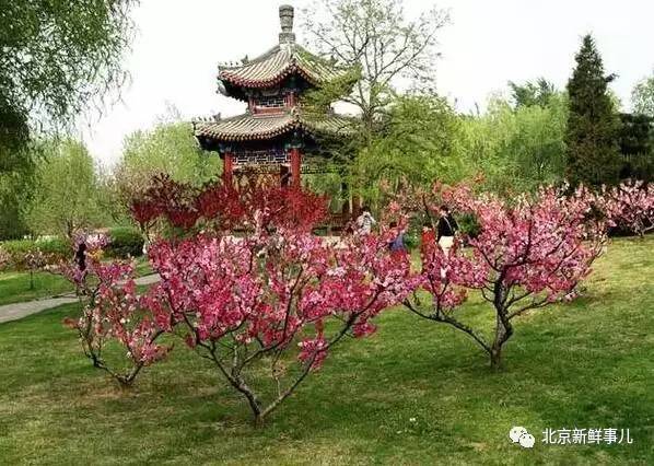 北京最美赏花公园在哪,北京赏花公园景点推荐