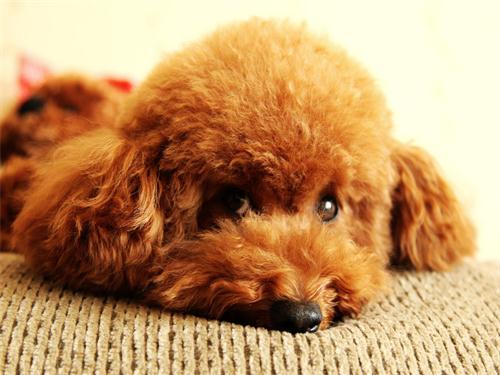 5岁泰迪掉毛怎么办,5岁泰迪掉牙齿是怎么回事