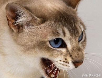 猫咪带有攻击性,有攻击性的猫