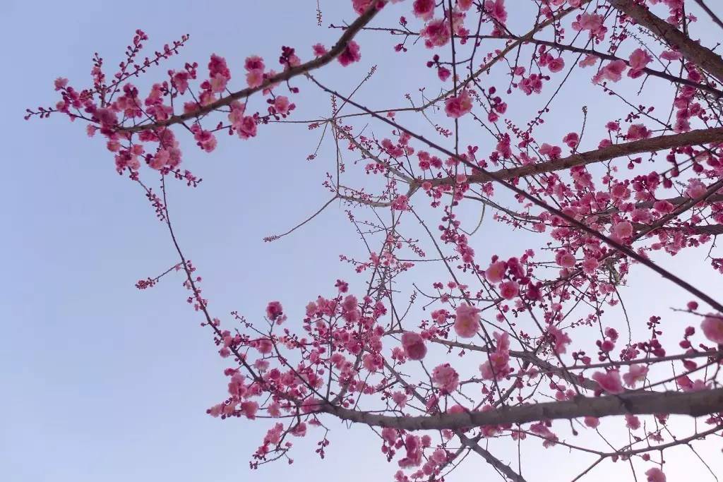 印象渭南：情寄雪梅