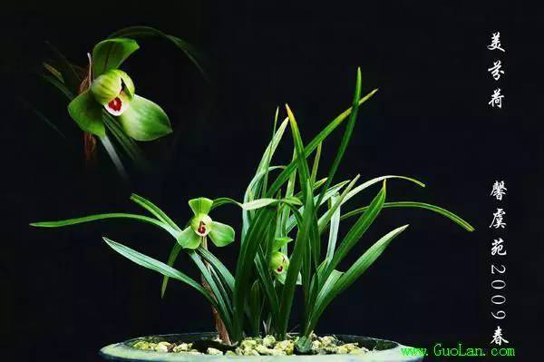 兰花资料卡,兰花资料简介