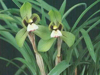 兰花资料卡,兰花资料简介