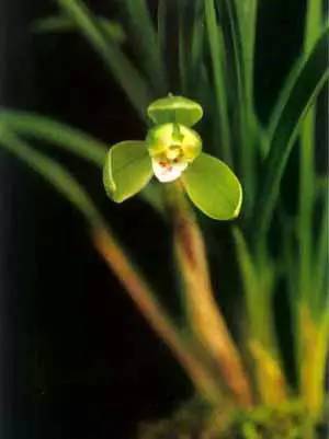 兰花资料卡,兰花资料简介