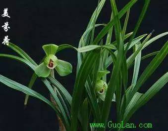 兰花资料卡,兰花资料简介