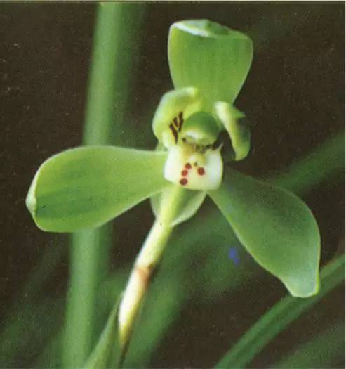 兰花资料卡,兰花资料简介