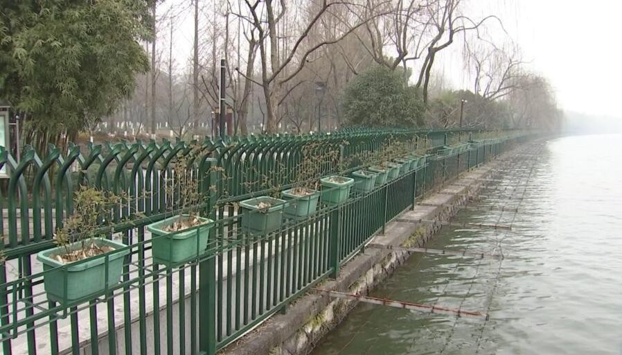 这份为了杭州的“垂直绿化”倡议书，请您查收！