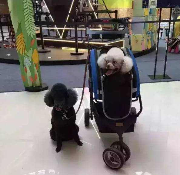 成都有哪些商场值得去,成都可以带宠物玩耍的地方