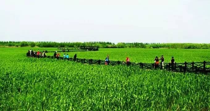 涝渭生态科技岛规划,太湖生态岛建设规划