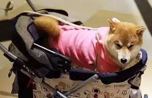 成都有哪些商场值得去,成都可以带宠物玩耍的地方