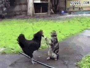 想当年，大公鸡它竟然啄了我的……！
