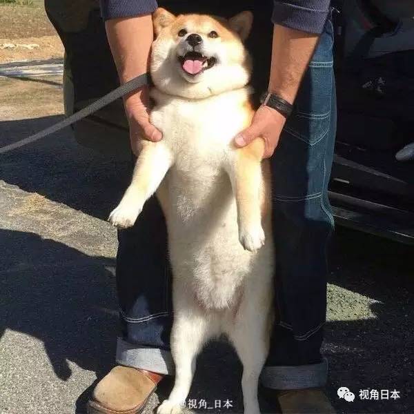 趣闻三则会打嗝的无脸男存钱罐突然心情好的柴犬