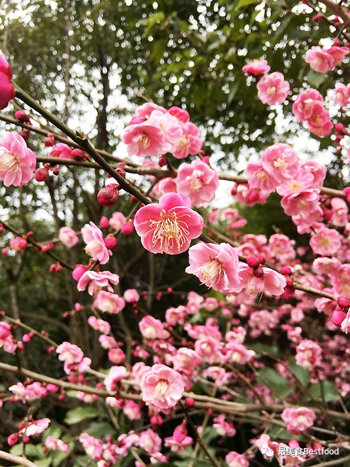 江浙沪周末亲子度假游的最佳选择,上海东方绿舟独有的美食