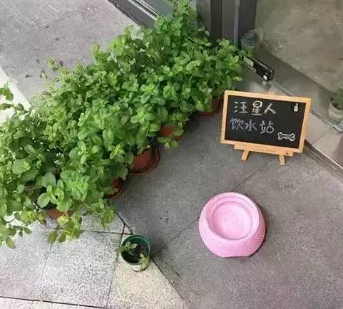 成都有哪些商场值得去,成都可以带宠物玩耍的地方