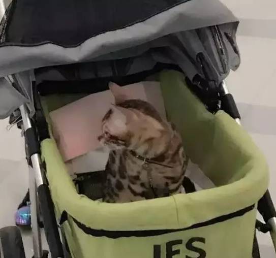 成都有哪些商场值得去,成都可以带宠物玩耍的地方