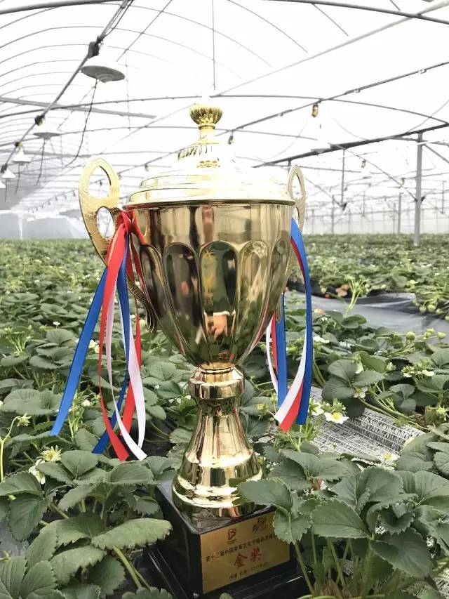 余杭最好吃的草莓,全国精品草莓金奖