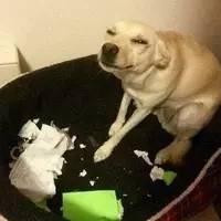 吸毒送外卖，断腿还裸贷……知乎1人分饰244角答题被封