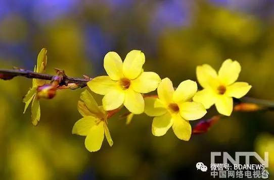 春天来了你还不知道去哪儿玩吗,春天来了万物复苏你准备去哪里玩