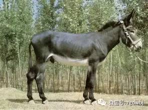 肉驴养殖行情走势,养殖肉驴有前景吗