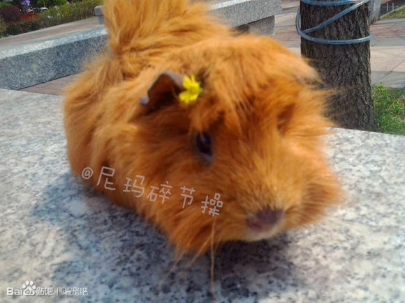 荷兰猪宝宝的喂养,荷兰猪喂养饲料配方