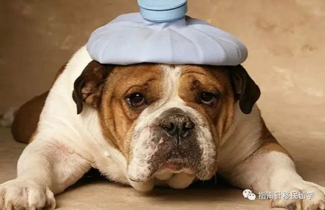 澳洲留学生的辛酸,澳洲留学生的套路