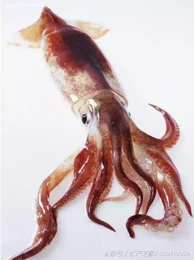 墨鱼汁面黑暗料理,吃到墨鱼汁会怎么样