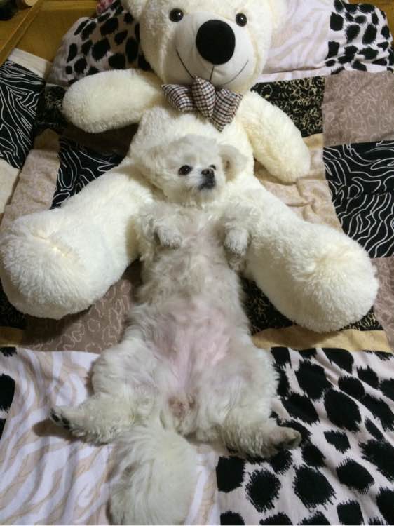 科普狗狗,全面解读狗狗的心理