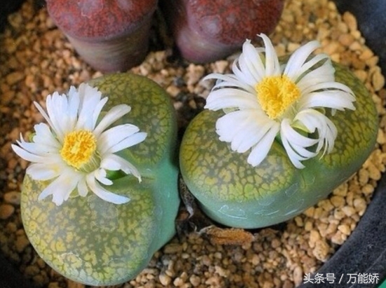 生石花屁屁花怎么养长得快,生石花屁股如何养